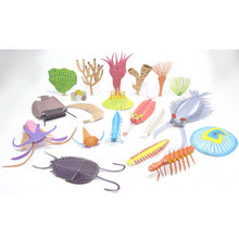 Load image into Gallery viewer, Burgess Shale