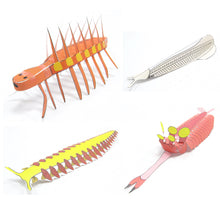 Load image into Gallery viewer, Burgess Shale