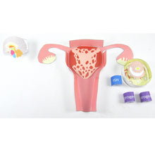 Load image into Gallery viewer, Menstrual cycle origami organelle