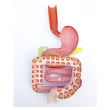 Load image into Gallery viewer, digestive system origami organelle