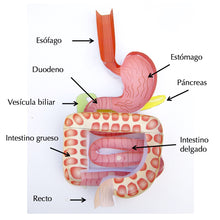 Load image into Gallery viewer, digestive system origami organelle