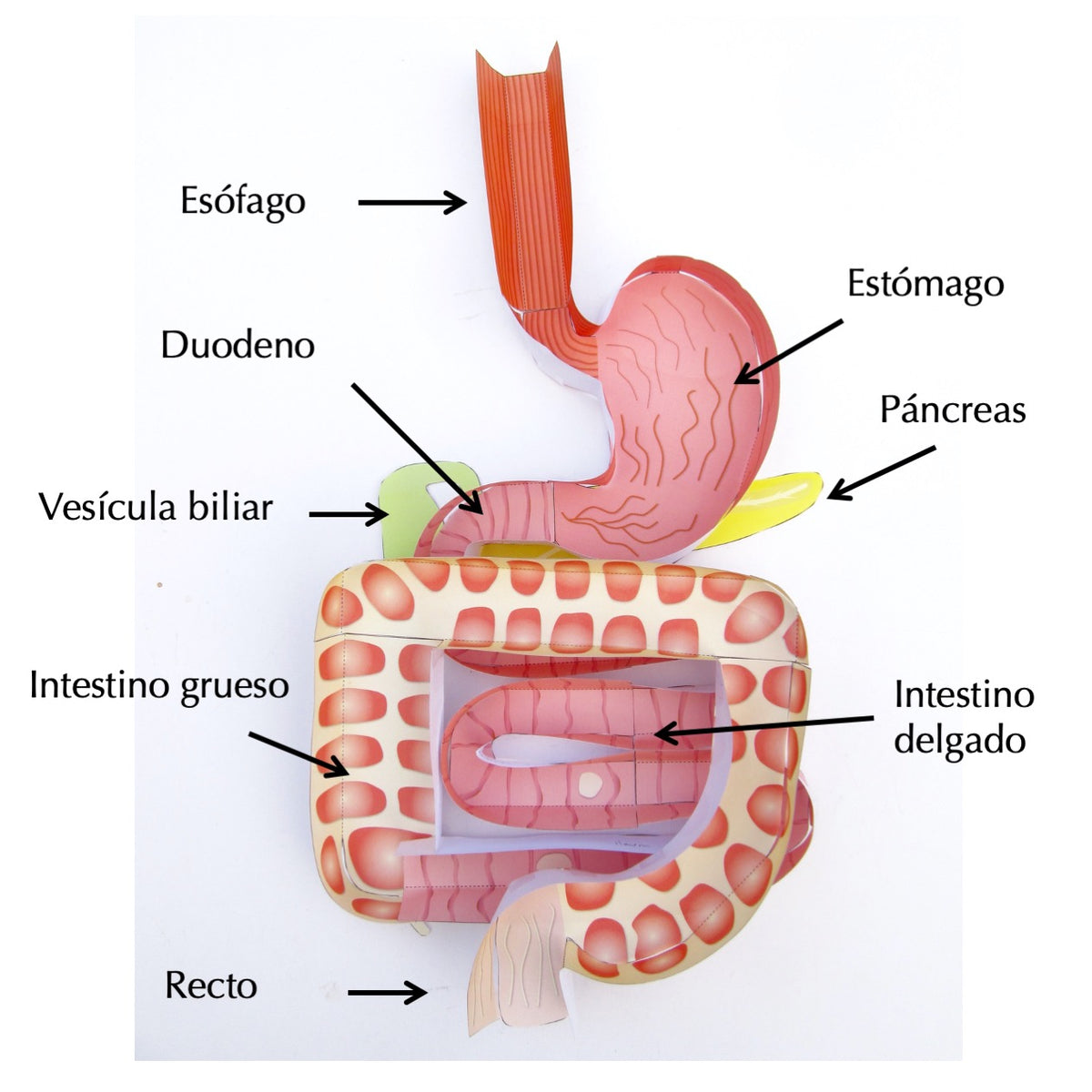 Digestive System Spanish – Origami Organelles