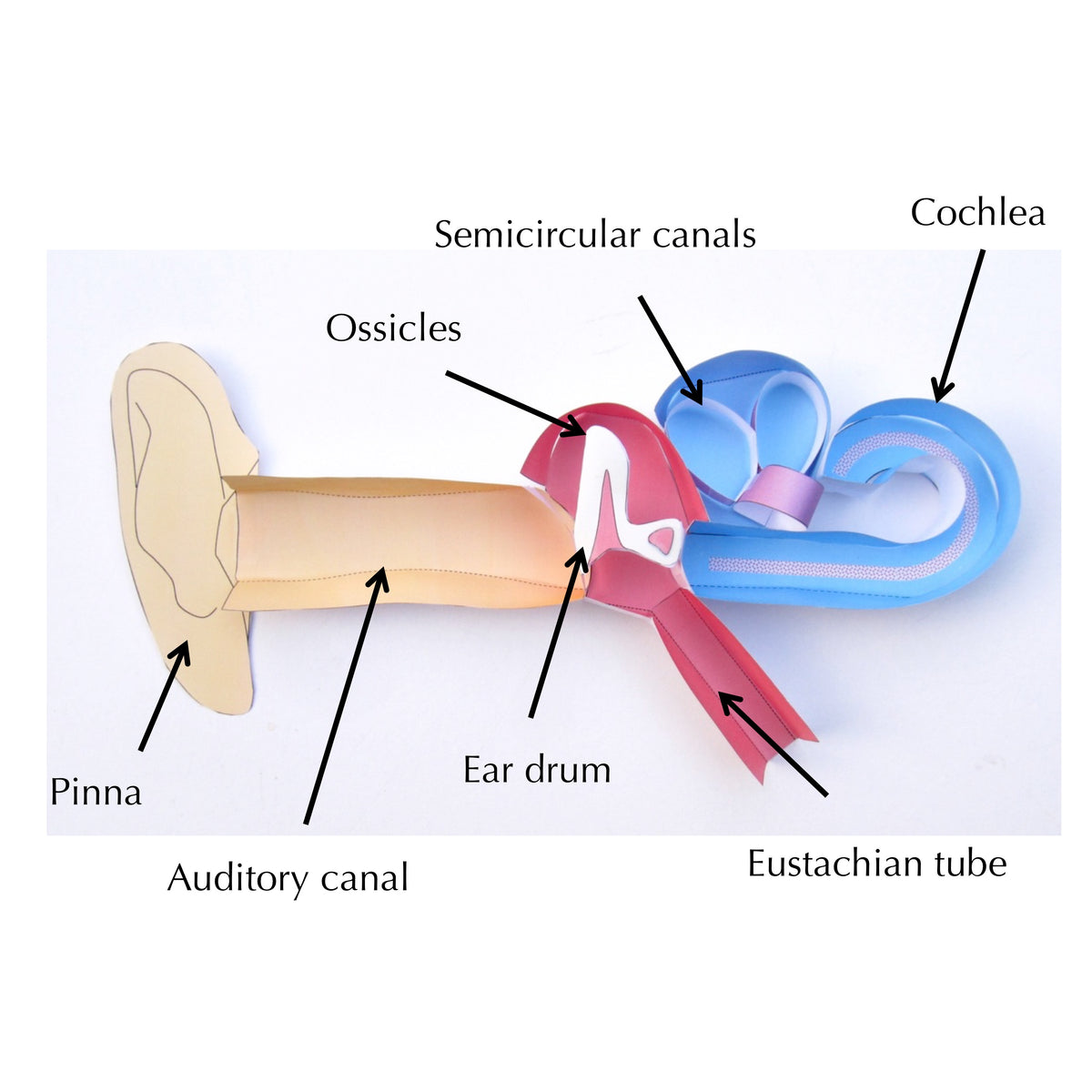 human cochlea