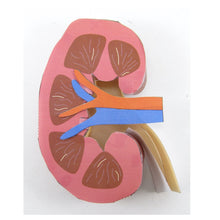 Load image into Gallery viewer, kidney origami organelles
