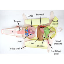 Load image into Gallery viewer, fetal pig dissection origami organelle