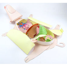 Load image into Gallery viewer, Fetal Pig Dissection