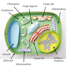 Load image into Gallery viewer, simple plant cell labelled german
