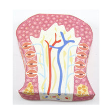 Load image into Gallery viewer, sense of taste origami organelle