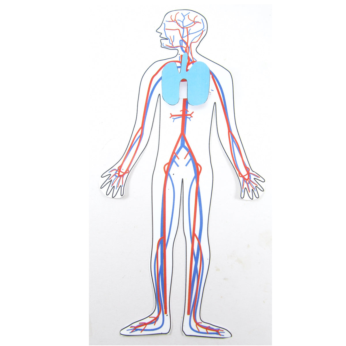 Circulatory System Diagram Without Labels
