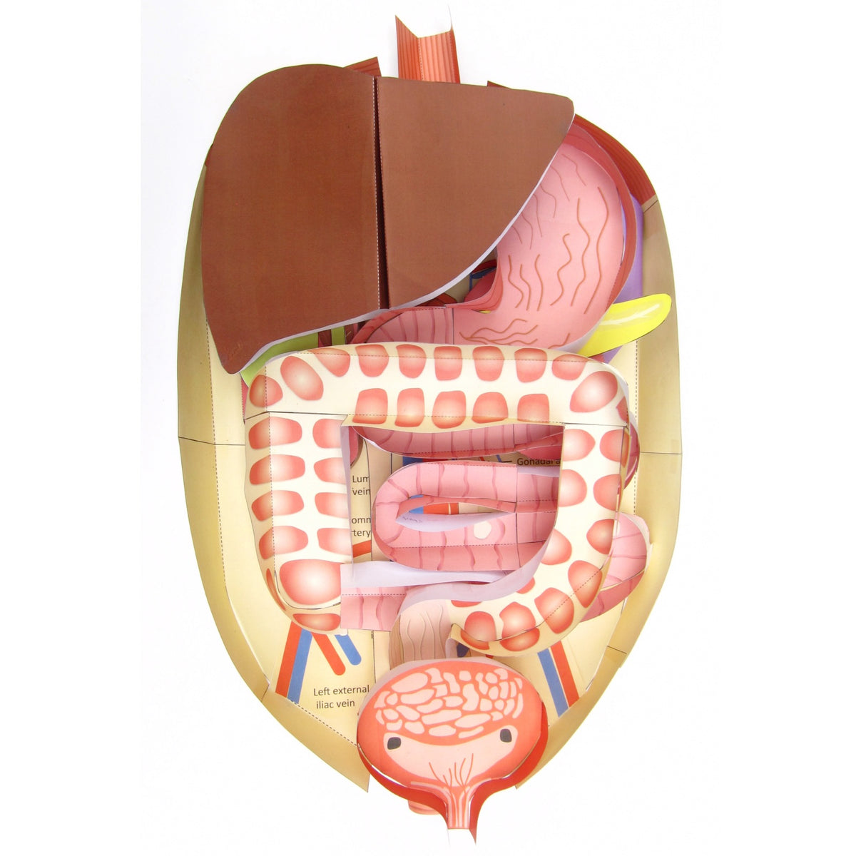 Check out our new abdominal anatomy model! – Origami Organelles
