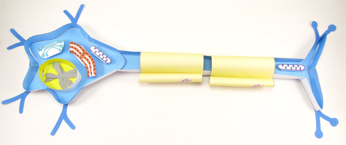 Make a nerve cell model today! – Origami Organelles