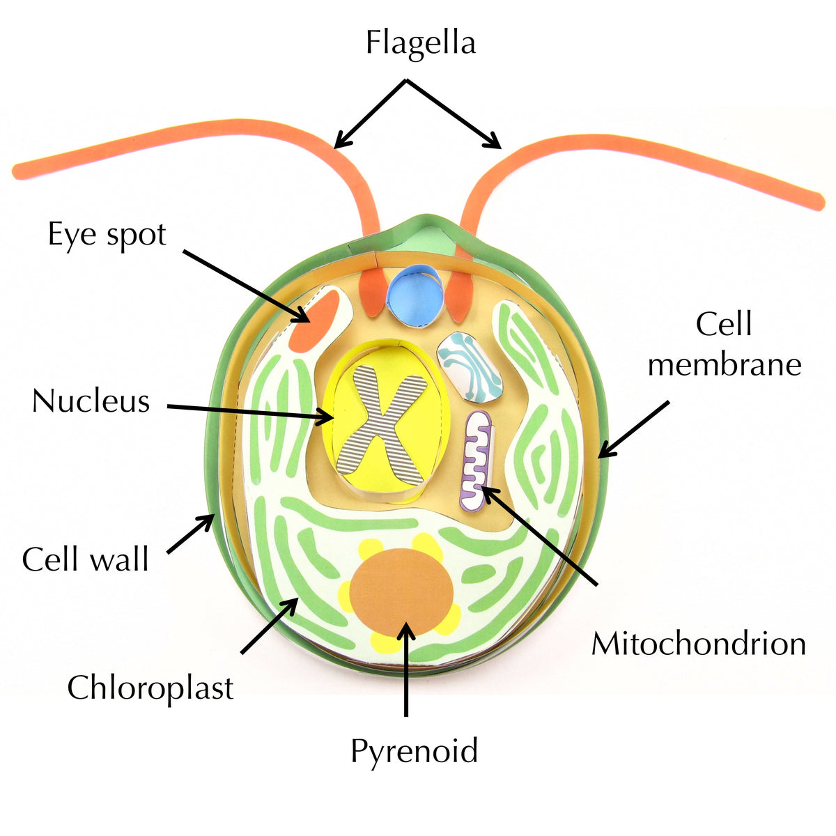 Check out our model of Chlamydomonas! – Origami Organelles