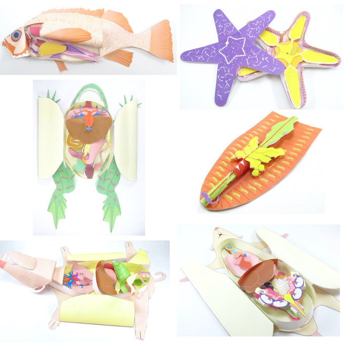 Dissection paper models to make!