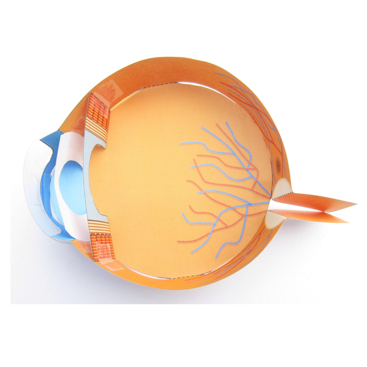 Our Easy Eye model is perfect for younger students! – Origami Organelles