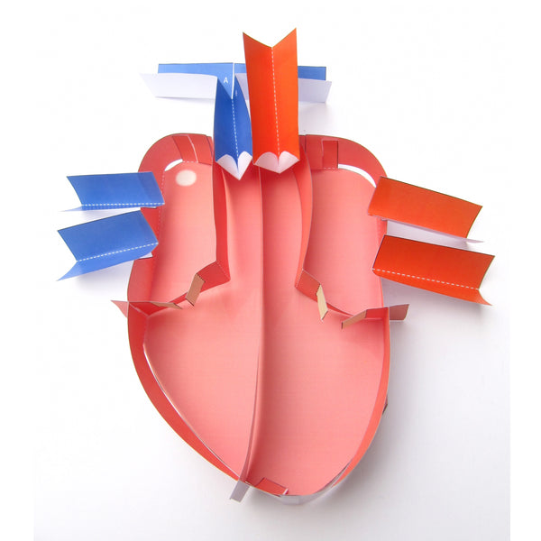Our human heart model is now out!