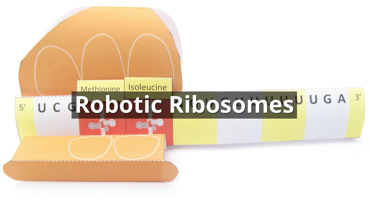 We've made a short movie about Robotic Ribosomes! – Origami Organelles