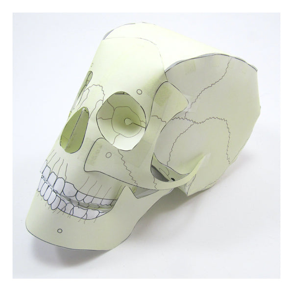 Make a paper skull today with our new model!