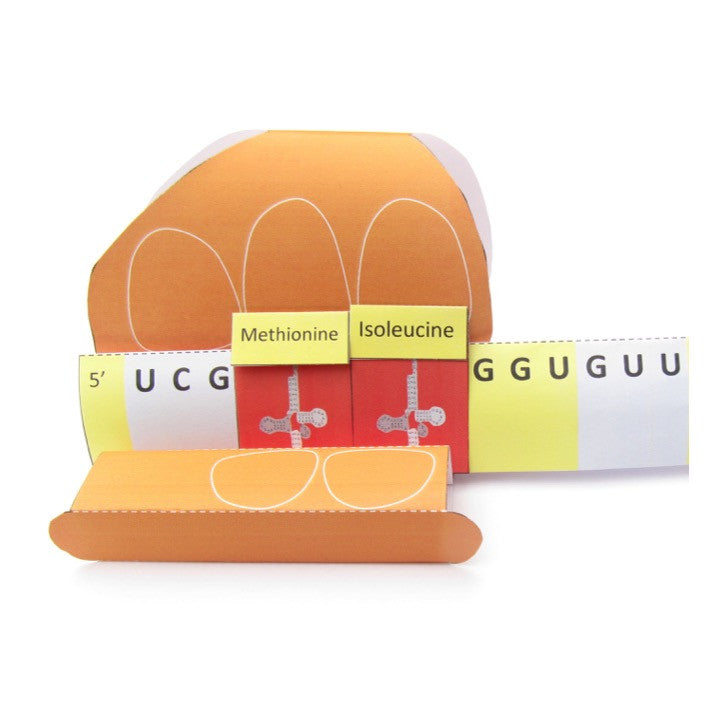 Cells & Organelles – Origami Organelles