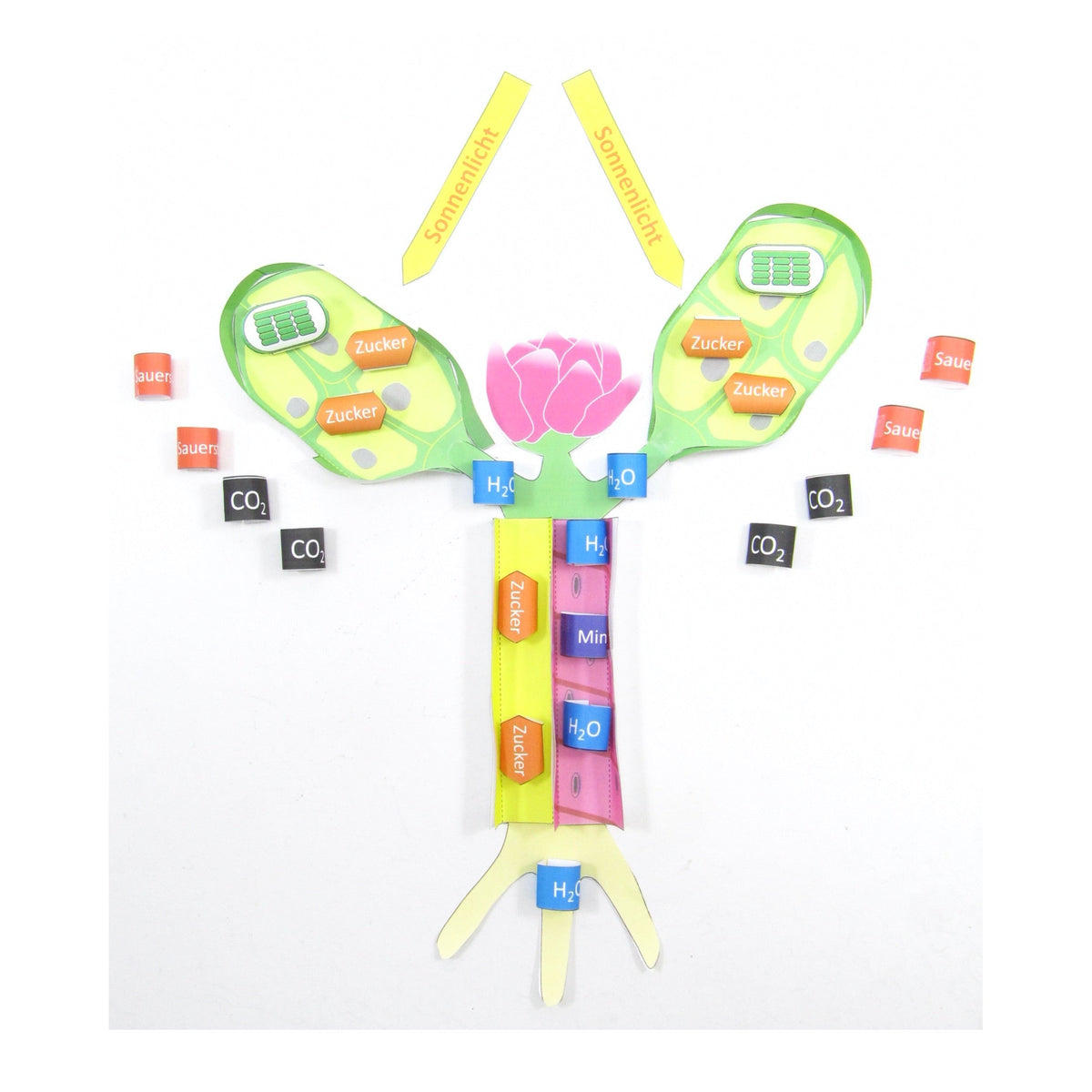 GCSE Biology – Origami Organelles