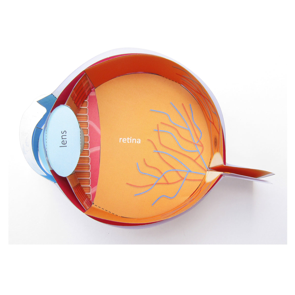 Nerves, Muscles & Senses – Origami Organelles