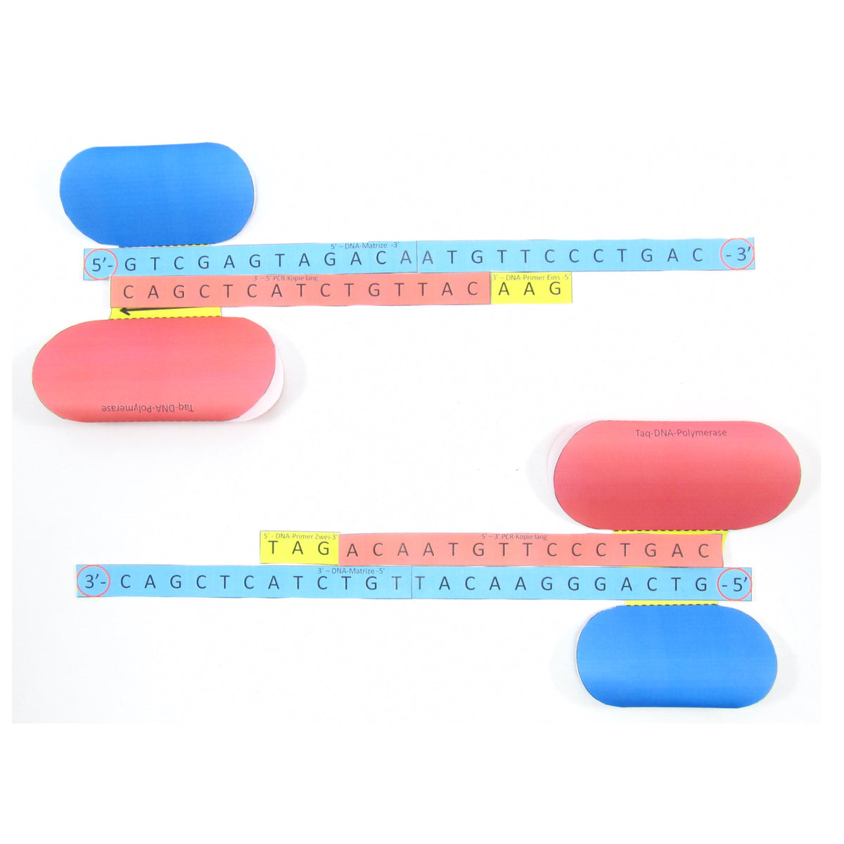 Origami Pcr Polymerasekettenreaktion (PCR) Deutsch – Origami Organelles