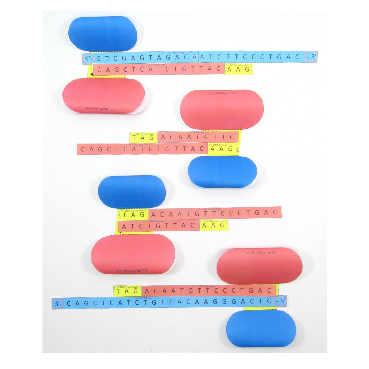 Origami Pcr Polymerasekettenreaktion (PCR) Deutsch – Origami Organelles