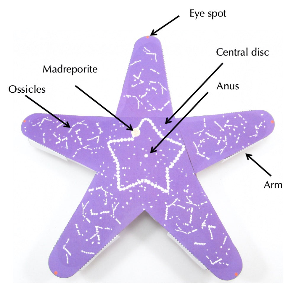 Starfish Dissection Ossicles