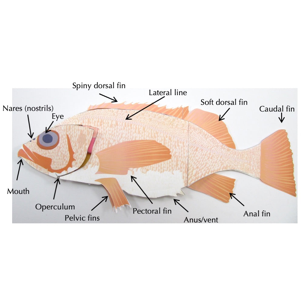 Fish Dissection Paper Model – Origami Organelles