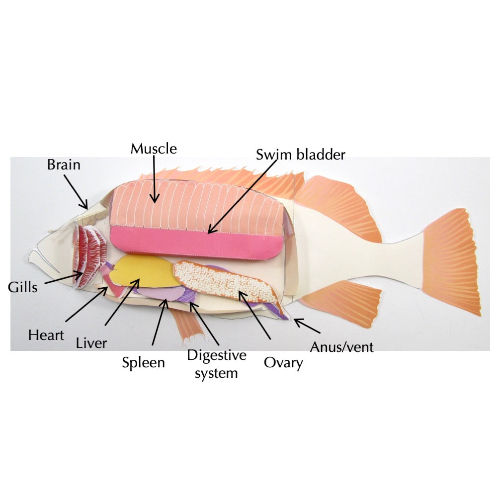 Fish Liver Dissection 7 Secret Of Fish Anatomy: Internal & External