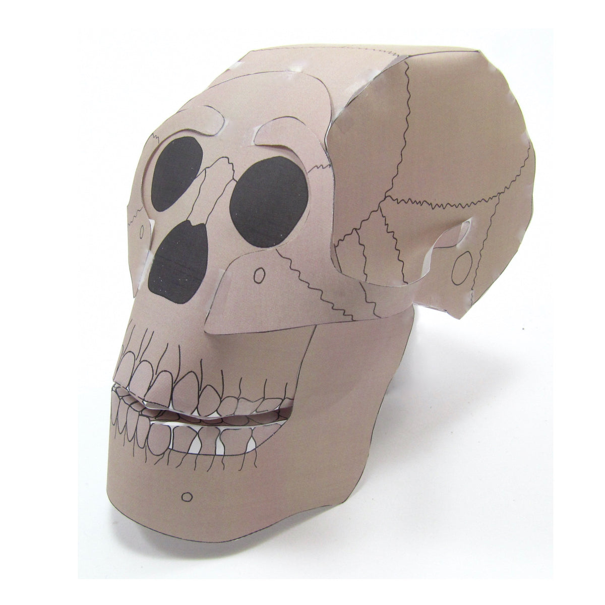 Human Evolution - Australopithecus – Origami Organelles