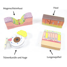 Load image into Gallery viewer, body defences origami organelle german
