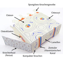 Load image into Gallery viewer, bone tissue origami organelle german
