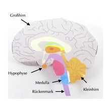 Load image into Gallery viewer, brain structure origami organelle German
