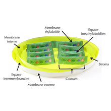 Load image into Gallery viewer, Chloroplastes
