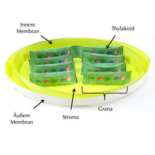 Load image into Gallery viewer, Chloroplasts origami organelle
