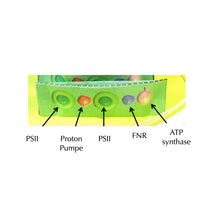 Load image into Gallery viewer, Chloroplasts origami organelle
