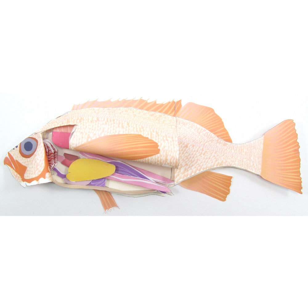 Fish Dissection Paper Model – Origami Organelles