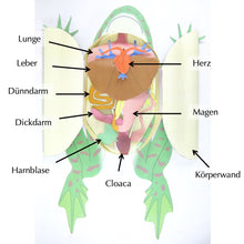 Load image into Gallery viewer, frog dissection origami organelle german
