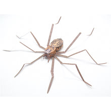 Load image into Gallery viewer, giant house spider origami organelle
