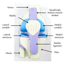 Knee Joint