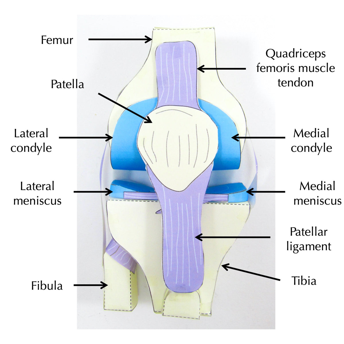 Knee Joint – Origami Organelles