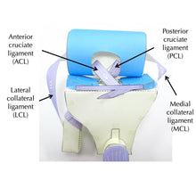 Knee Joint