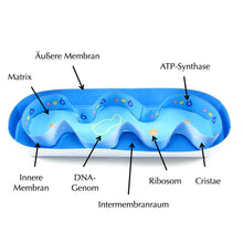 Load image into Gallery viewer, mitochondria origami organelle
