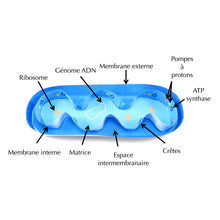 Load image into Gallery viewer, Mitochondrie
