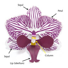 Load image into Gallery viewer, Orchid Origami Organelle
