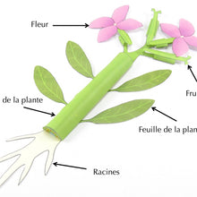 Load image into Gallery viewer, Parties d'une plante
