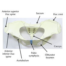 Load image into Gallery viewer, Pelvis Origami Organelle
