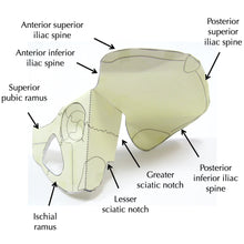Load image into Gallery viewer, Pelvis Origami Organelle
