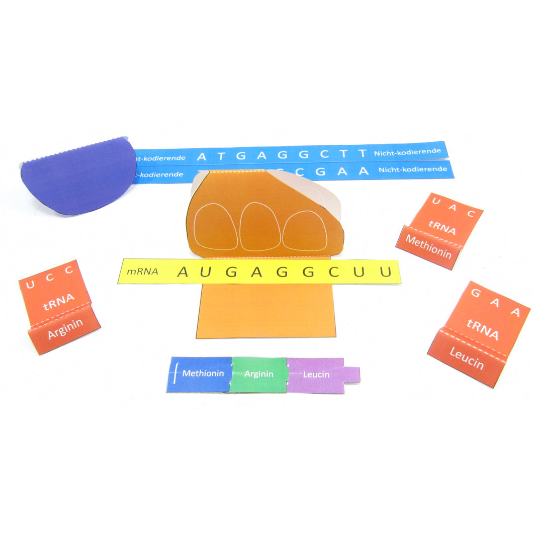 simple protein synthesis origami orgae