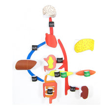 Load image into Gallery viewer, science of weight loss drugs origami organlelle
